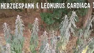 Herzgespann ( Leonurus cardiaca ) in der Natur / Hummel & Bienenpflanzen im Juni & Juli 2020 Hessen