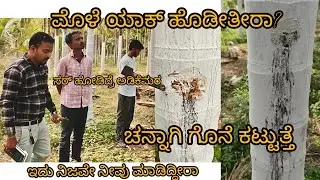 ನಂಬಿಕೆನ ಅಥವಾ ಮುರ್ಖತನ ಮರ ಮೊಳೆ ಯಾಕೆ ಹೊಡಿಯುತ್ತಾರೆ? 