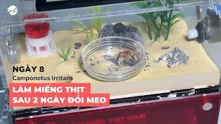 Vlog Kiến | Ng&agrave;y 8 -  L&agrave;m Miếng Thịt Sau 2 Ng&agrave;y Đ&oacute;i Meo