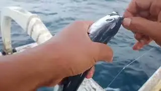 tradisional nelayan memancing ikan tongkol di laut bali