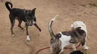 Julian, Roland, sky, friends, available to adopt, Bradshaw animal shelter, Sacramento CA
