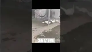 Chạy tụt quần #funny #khmedia #khnetwork #khcentral