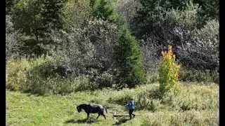 Hauling Logs with a Newfoundland Pony