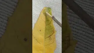 Creature of Nature - Illusion his personality &lrm;#nature #natural &lrm;@nature&nbsp;