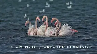 Flamingo  / Greater Flamingo / Phoenicopterus roseus