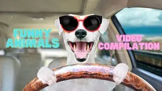 Funny Animals videos compilation videos