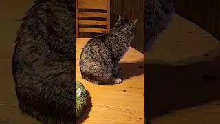 고양이 Maui 猫 cat &Gamma;ά&tau;&alpha; Kucing Iring Pusa Chatte Gata Kedi is live!