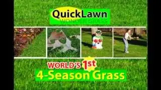 Quick Lawn Grass 2013