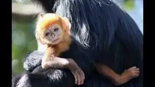 Rare Bright Orange Monkey Born at Australian Zoo and other Cutest Baby Animals From Around the World