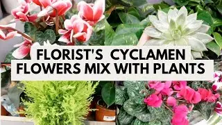 Florist's Cyclamen Flowers Mix with Plants  #ideaskotv   #flowers 