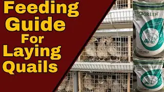 Feeding guide for laying quail