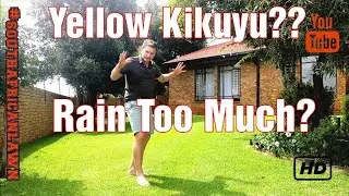 Снова получаем опьяняющий от дождя зеленый цвет Кикую!!!