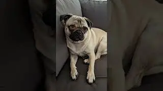 #dogfilter #me