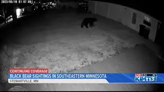 Black Bear sightings in southeastern Minnesota spark discussion.