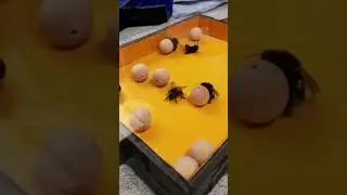 Are these bumble bees playing with toys?