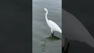 Great Egret (Ardea alba) having snack #greategret #ardeaalba #bigbirds