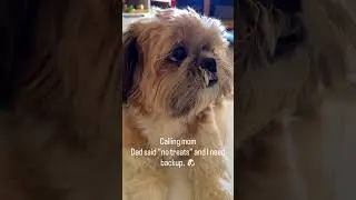 #pets #petsrule #memes #puppy #funnymemes #cute