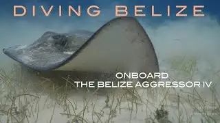 Diving Belize with the Belize Aggressor IV-Quick Look