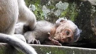 Gentle and Pity Face Of Baby Lori  Need To Relax| This Face Will Break Your Heart | She Get Hurt