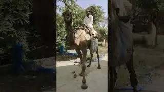 ooot k muh me jeeera#camel_racing#shortvideo