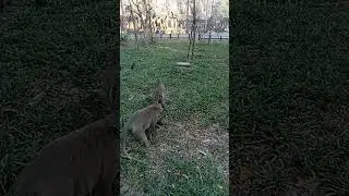 VID20240223164533mokeys |monkey Angkor thom