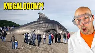Does the Megalodon still exist?
