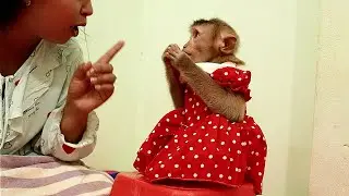 Intelligent Monkey Lyly Agree Sit on Chair Very Obedient Listen Mom Give Advice