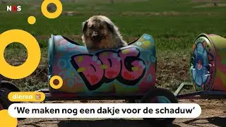 Speciale trein voor gehandicapte honden