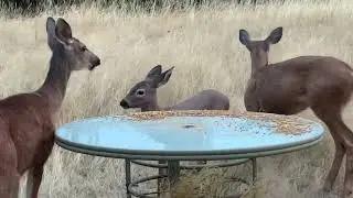 Deer Family 🦌 Virginia, Xia, Little One, Micro, Twin, and Grayson