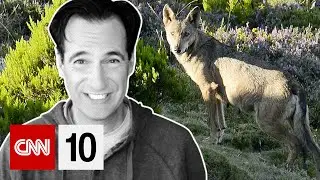 Bringing back wolves to a Portuguese valley