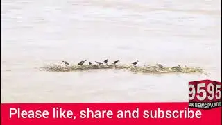 Kotri Barrage | Flood Indus River Update | Sindh Flood Alert | Sukkur Barrage at High Risk |Update  