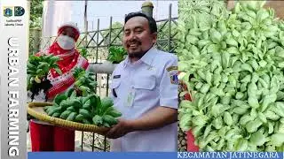 Urban Farming di Wilayah Jakarta Timur - Suku Dinas KPKP Jakarta Timur