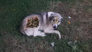 Removing Monster Mango worms From Helpless Dog! Animal Rescue Video #2025  #73 #dog #dogrescue #100
