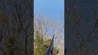 Tir palombe cal 20 full choke 🕊️