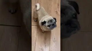 With this little face I have #pug #speakpug #mypug #pugnation #pugpals #luckypug #cutepug #cutedog