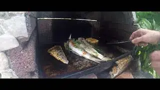 Fish symphony - Snicel 69