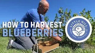 How to Pick Blueberries | Little Hill Berry Farm U-pick Guide