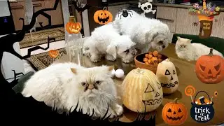 Halloween Pumpkin Treats for My Pets 🎃🐾 | Homemade Dog & Cat Snacks