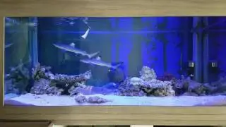 Blacktip shark feeding