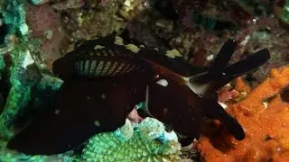 Nudibranchs and Sea Slugs in the Philippines