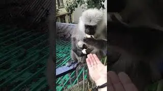 Funny animal video, cute langur monkey feeding #funnyanimal #funnymammals #monkey