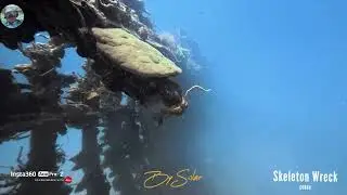 Skeleton Wreck - Coron