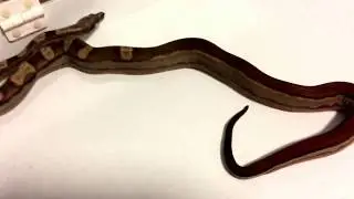 Episode 96 Jungle motley het kahl