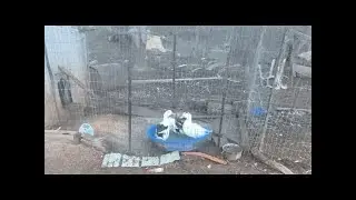 Morning Chores: Feeding Chickens & Ducks (Muscovies Flying Away!)