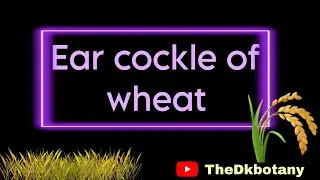 Ear cockle of wheat l plant disease l M.sc botany l Bsc biology l #biology #botany