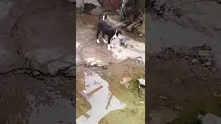 #marriageproposals #cutepuppy