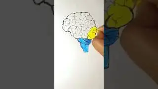 how to draw human brain 🧠 easy tutorial for beginners 🎨#subscribe to my channel for more videos 🔔📷📷