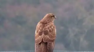 &Scaron;kanjac - Common buzzard - Buteo buteo