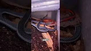 Deadly Venomous Species Inside Its Beautiful Colors #snake #wildlife #animals