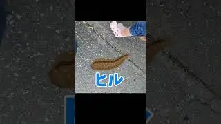 転んだだけなのに&hellip;　危険生物